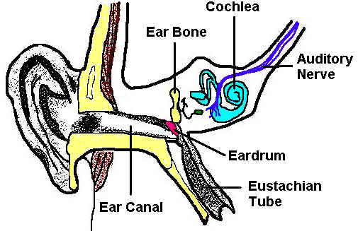 Parts Of The Ear Worksheet My Schoolhouse Online Learning