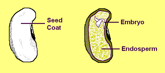 Seed Parts Diagram
