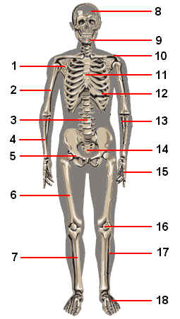 anatomy skeleton quiz